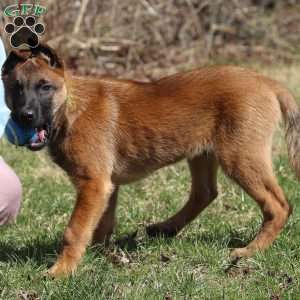 Easton, Belgian Malinois Puppy